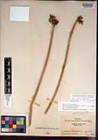 Schoenoplectus acutus image