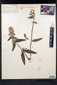 Blephilia ciliata image