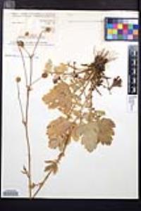 Geum macrophyllum var. perincisum image