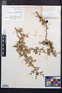 Prunus fremontii image