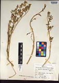 Ehrendorferia chrysantha image