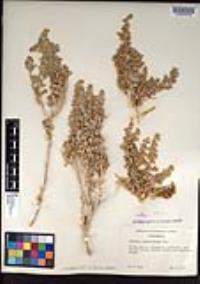 Atriplex confertifolia image