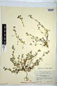 Nemophila menziesii image
