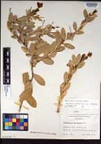 Dendromecon harfordii image