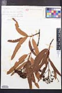 Lyonothamnus floribundus image