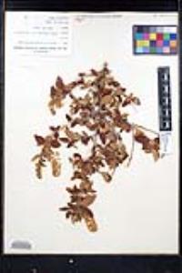 Ceanothus leucodermis image