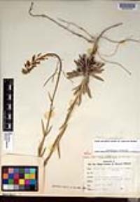 Boechera californica image