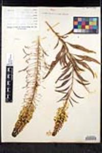 Stanleya pinnata image