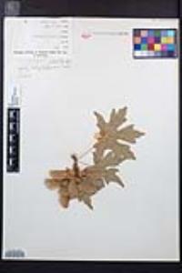 Acer macrophyllum image