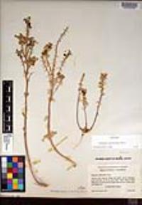 Dithyrea californica image