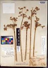 Schoenoplectus acutus image