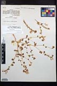 Eremothera boothii var. villosa image