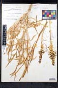 Stanleya pinnata image