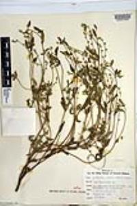 Cryptantha affinis image