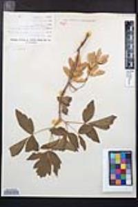 Acer negundo var. californicum image