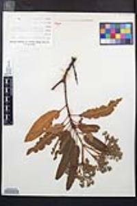 Lyonothamnus floribundus image