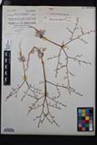Eriogonum deflexum var. baratum image
