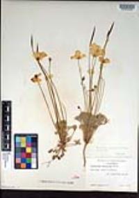 Eschscholzia glyptosperma image