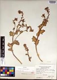 Dithyrea californica image
