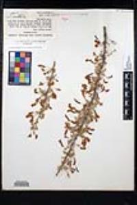 Senegalia greggii image