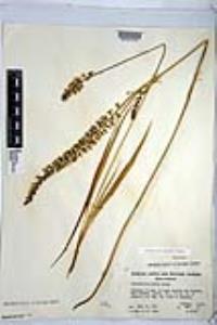 Hastingsia alba image