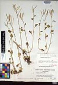 Cardamine breweri image