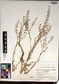 Lepidium virginicum subsp. menziesii image