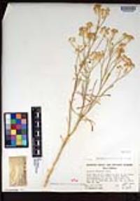 Lepidium fremontii image