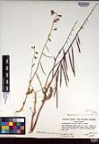 Caulanthus coulteri image