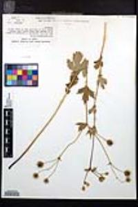 Geum macrophyllum image