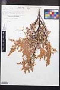 Holodiscus discolor image