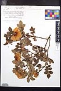 Rosa nutkana var. muriculata image