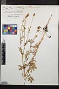 Poteridium occidentale image