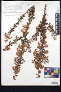 Ceanothus crassifolius image