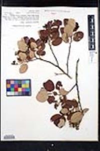 Ceanothus velutinus image