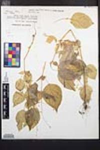 Circaea alpina subsp. pacifica image