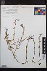 Epilobium oregonense image