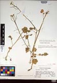 Cardamine breweri image