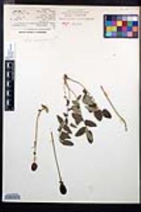Sanguisorba microcephala image