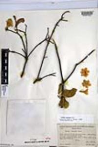 Cordia sonorae image