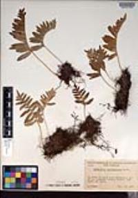 Polypodium californicum image