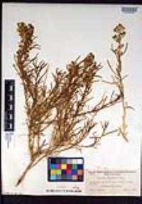 Lepidium fremontii image