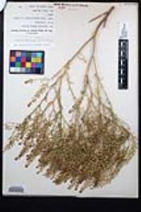 Lepidium virginicum subsp. menziesii image