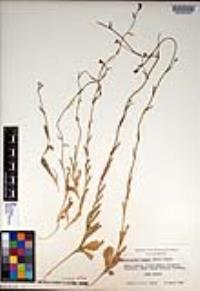 Caulanthus cooperi image