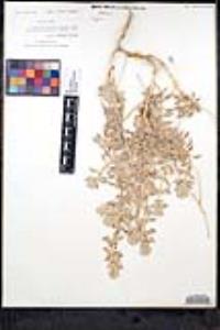 Salvia funerea image