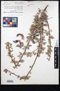 Senegalia greggii image