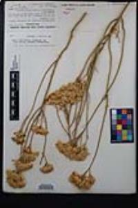 Ericameria nauseosa var. mohavensis image