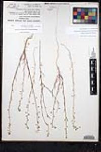 Thysanocarpus laciniatus image