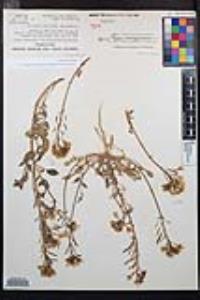 Chylismia claviformis var. aurantiaca image