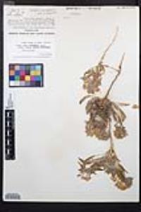 Eremothera boothii var. condensata image